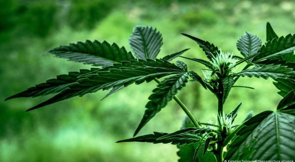 Nepal Province Legalizes Medical Marijuana Use