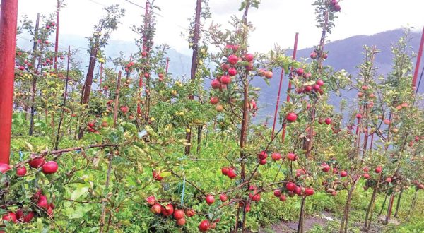 Apple Farmers Struggle as Road Closure Hinders Harvest